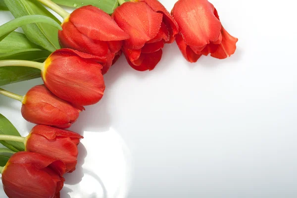 Fresh red tulips with water drops isolated on white background — Stock Photo, Image