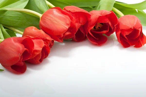 Frische rote Tulpen mit Wassertropfen auf weißem Hintergrund — Stockfoto