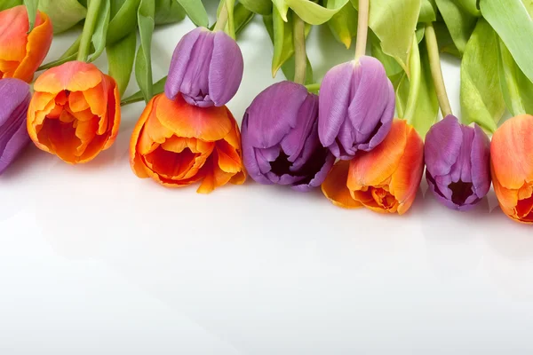 Verse rode en oranje tulpen geïsoleerd op witte achtergrond — Stockfoto