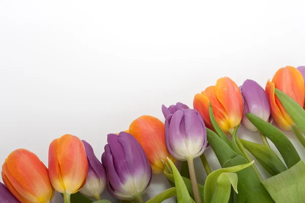 Tulipanes rojos y anaranjados frescos aislados sobre fondo blanco — Foto de Stock