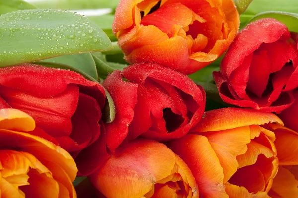 Ferske røde og oransje tulipaner med vanndråper isolert på hvit bakgrunn – stockfoto