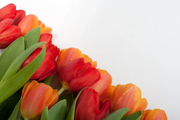 Fresh red and orange tulips with water drops isolated on white background — Stock Photo, Image