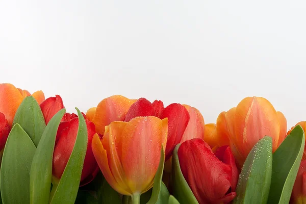 Frische rote und orangefarbene Tulpen mit Wassertropfen auf weißem Hintergrund — Stockfoto