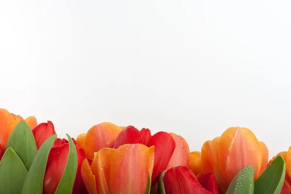 Verse rode en oranje tulpen met waterdruppels geïsoleerd op witte achtergrond — Stockfoto