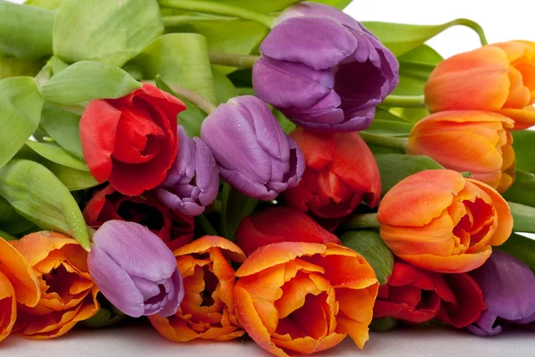 Kleurrijke verse rode, oranje en violet tulpen met waterdruppels geïsoleerd op w — Stockfoto