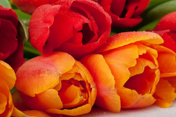 Verse rode en oranje tulpen met waterdruppels geïsoleerd op witte achtergrond — Stockfoto