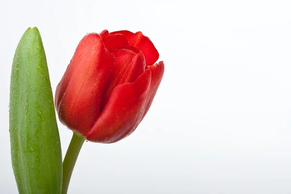 Tulipán rojo fresco colorido con gotas de agua aisladas sobre fondo blanco — Foto de Stock