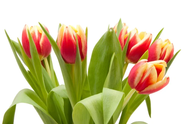 Rode en gele tulpen geïsoleerd op witte achtergrond — Stockfoto