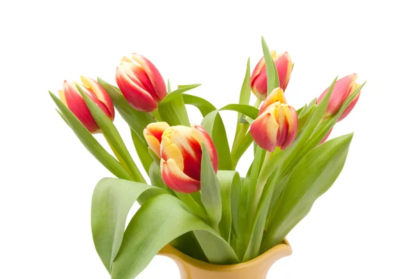 Rode en gele tulpen geïsoleerd op witte achtergrond — Stockfoto