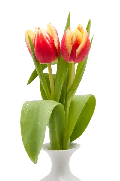 Rode en gele tulpen geïsoleerd op witte achtergrond — Stockfoto