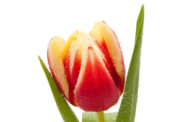 Tulipanes rojos y amarillos aislados sobre fondo blanco — Foto de Stock