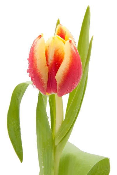 Rode en gele tulpen geïsoleerd op witte achtergrond — Stockfoto