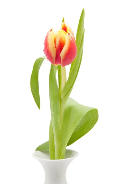 Czerwone i żółte tulipany na białym tle — Zdjęcie stockowe
