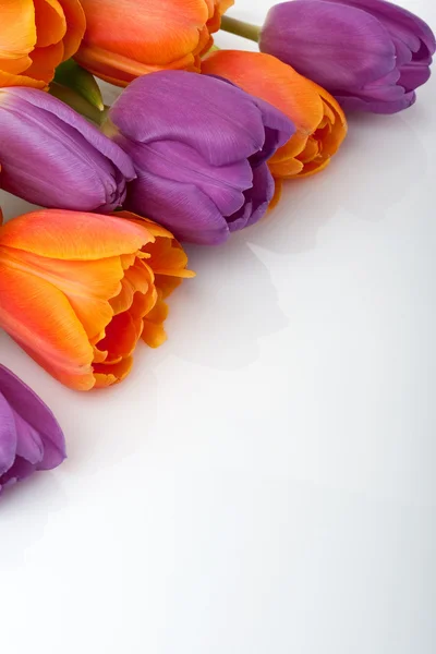 Ferske røde og oransje tulipaner isolert på hvit bakgrunn – stockfoto