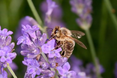 Lavanta - apis mellifera oturan arı