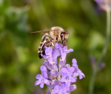 Lavanta - apis mellifera oturan arı