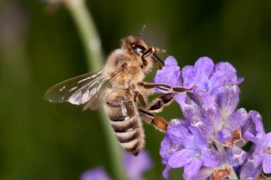 Lavanta - apis mellifera oturan arı