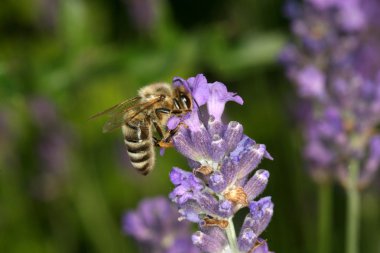 Lavanta - apis mellifera oturan arı