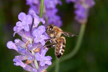 Bee sitting on lavender - apis mellifera clipart