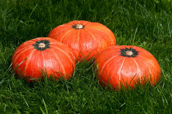 Thanksgiving pumpkins on grass with autumn leafs — Stock Photo, Image