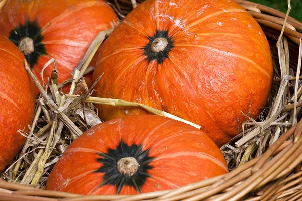 Thanksgiving pumpkins with straw in basket — Stock Photo, Image