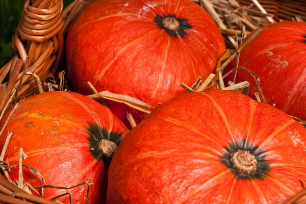 Thanksgiving pumpkins with straw in basket — Stock Photo, Image