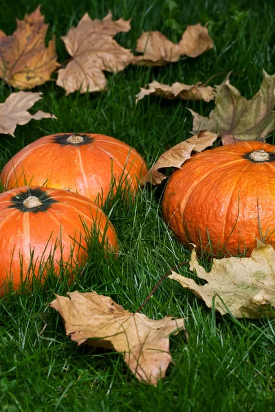 Erntedank-Kürbisse auf Gras mit Herbstblättern — Stockfoto