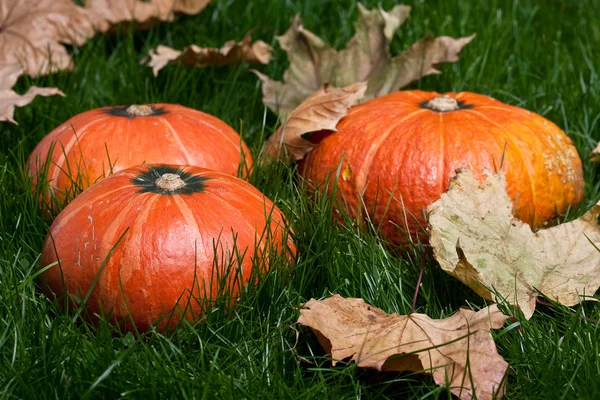 Erntedank-Kürbisse auf Gras mit Herbstblättern — Stockfoto