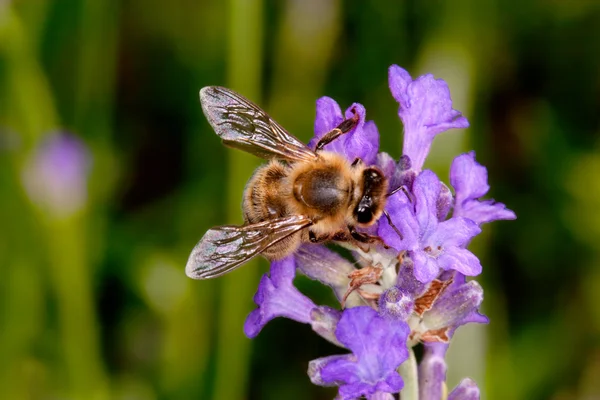 Bee sitting on lavender - apis mellifera — Stock Photo, Image
