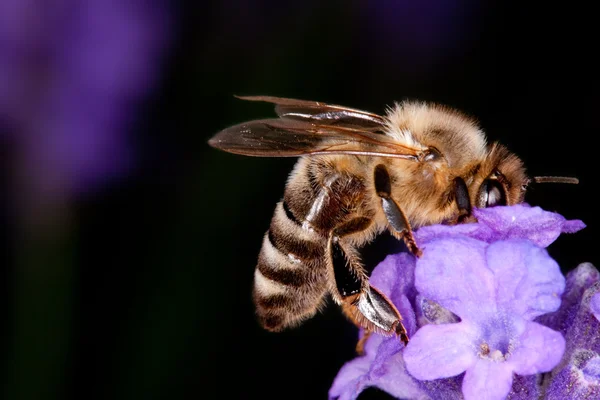 Bee sitting on lavender - apis mellifera — Stock Photo, Image