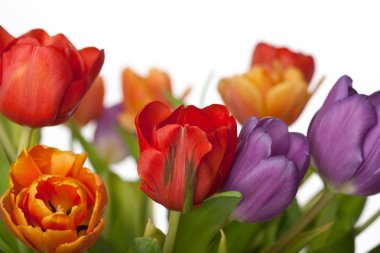 Beyaz arka plan üzerinde izole taze kırmızı, turuncu ve mor laleler