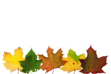 renkli maple leaf arkadan aydınlatmalı düşmek