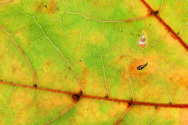 renkli maple leaf arkadan aydınlatmalı düşmek