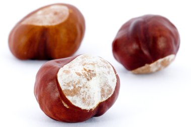 beyaz zemin üzerine - aesculus hippocastanum izole kestane