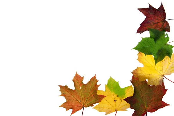 renkli maple leaf arkadan aydınlatmalı düşmek