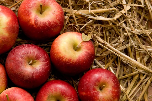 Čerstvá červená jablka na slámě na denní světlo — Stock fotografie