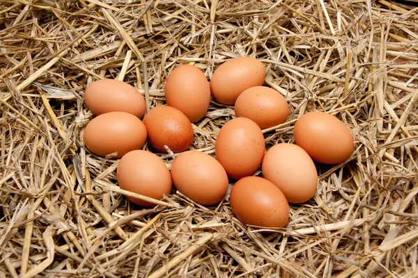 Бурые органические яйца на соломе — стоковое фото