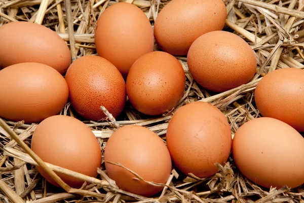 Бурые органические яйца на соломе — стоковое фото
