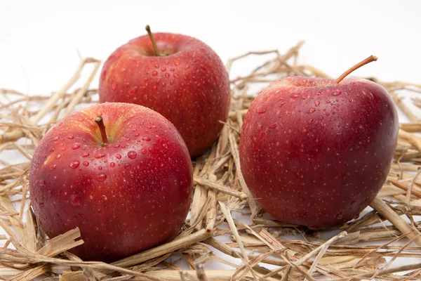 Red apples with waterdrops and nuts isolated on white background — Stock Photo, Image