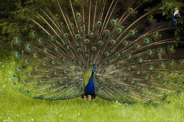 Pfau Stockfoto