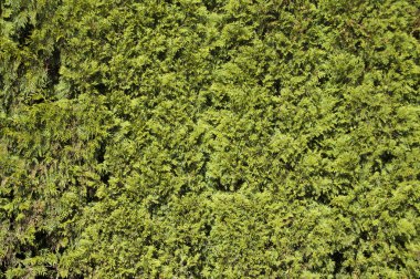 Chicago's Park'ta hedge