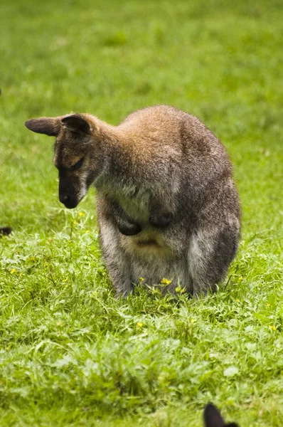 Resting Kangaroo — Stock Photo, Image