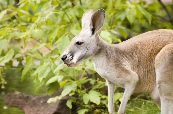 Känguru — Stockfoto