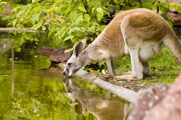 Drinkin Kangaroo — Stock Photo, Image