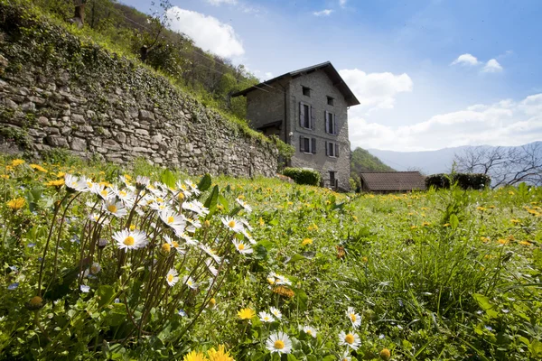 In bloom lawn — Stock Photo, Image