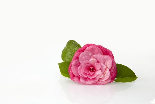 Flower of camellia — Stock Photo, Image