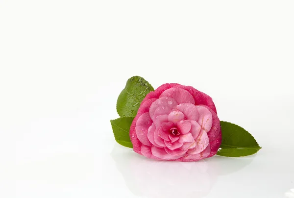 Kamelya çiçeği — Stok fotoğraf