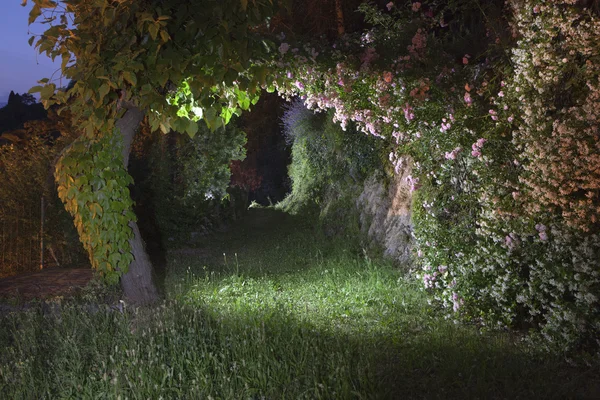 Garden at night — Stock Photo, Image
