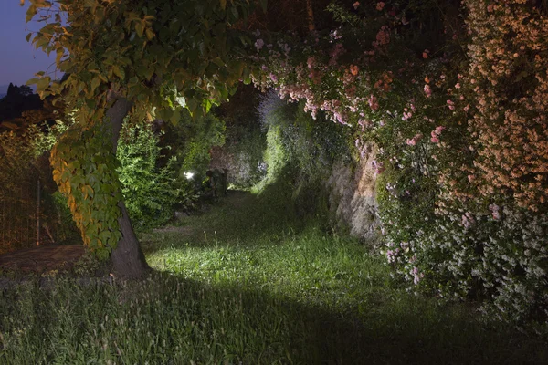 Garden at night — Stock Photo, Image