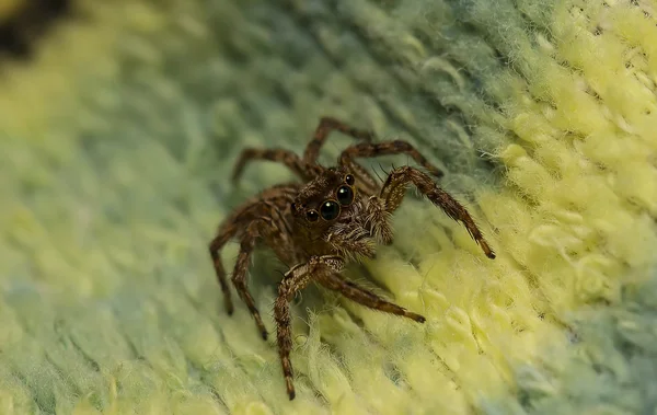 Jumping spider on the fabric — Stock Photo, Image